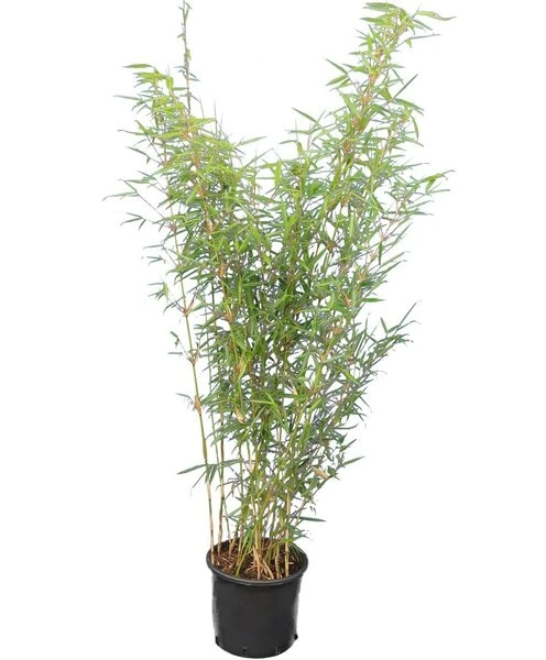 Fargesia Robusta Campbell - Pot 10 Ltr 2 Fargesia Robusta Campbell - Pot 10 Ltr - Afbeelding 2