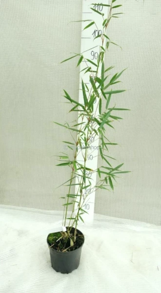 Fargesia Robusta Campbell - Totale Hoogte 60+ Cm - Pot 2 Ltr 2 Fargesia Robusta Campbell - Totale Hoogte 60+ Cm - Pot 2 Ltr - Afbeelding 2