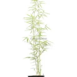 Fargesia Robusta Campbell - Totale Hoogte 80+ Cm - Pot 5 Ltr 5 Fargesia Robusta Campbell - Totale Hoogte 80+ Cm - Pot 5 Ltr -Aanbiedingen Boom Licht Winkel 1991665449
