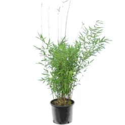 Fargesia Nitida Black Pearl - Pot 10 Ltr 5 Fargesia Nitida Black Pearl - Pot 10 Ltr -Aanbiedingen Boom Licht Winkel 1991665476
