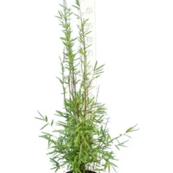 Fargesia Nitida Black Pearl - Totale Hoogte 100-120 Cm - Pot 5 Ltr 5 Fargesia Nitida Black Pearl - Totale Hoogte 100-120 Cm - Pot 5 Ltr -Aanbiedingen Boom Licht Winkel 1991665503