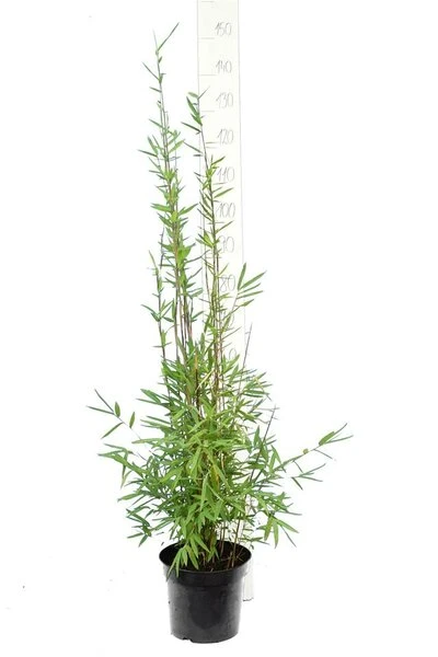 Fargesia Nitida Black Pearl - Totale Hoogte 100-120 Cm - Pot 5 Ltr 3 Fargesia Nitida Black Pearl - Totale Hoogte 100-120 Cm - Pot 5 Ltr - Afbeelding 3