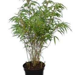Fargesia Rufa - Totale Hoogte 60+ Cm - Pot 5 Ltr 6 Fargesia Rufa - Totale Hoogte 60+ Cm - Pot 5 Ltr -Aanbiedingen Boom Licht Winkel 1991665530