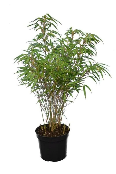 Fargesia Rufa - Totale Hoogte 60+ Cm - Pot 5 Ltr 3 Fargesia Rufa - Totale Hoogte 60+ Cm - Pot 5 Ltr - Afbeelding 3