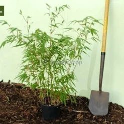 Fargesia Rufa - Totale Hoogte 60+ Cm - Pot 5 Ltr 7 Fargesia Rufa - Totale Hoogte 60+ Cm - Pot 5 Ltr -Aanbiedingen Boom Licht Winkel 1991665533