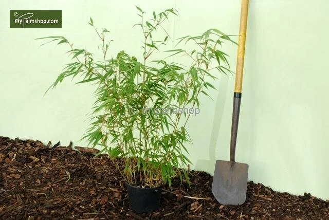 Fargesia Rufa - Totale Hoogte 60+ Cm - Pot 5 Ltr 4 Fargesia Rufa - Totale Hoogte 60+ Cm - Pot 5 Ltr - Afbeelding 4