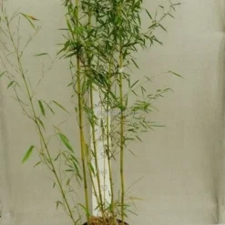 Phyllostachys Aureosulcata Spectabilis - Pot 10 Ltr [pallet] -Aanbiedingen Boom Licht Winkel 1991665650