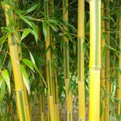 Phyllostachys Aureosulcata Spectabilis - Totale Hoogte 170+ Cm - Pot 5 Ltr