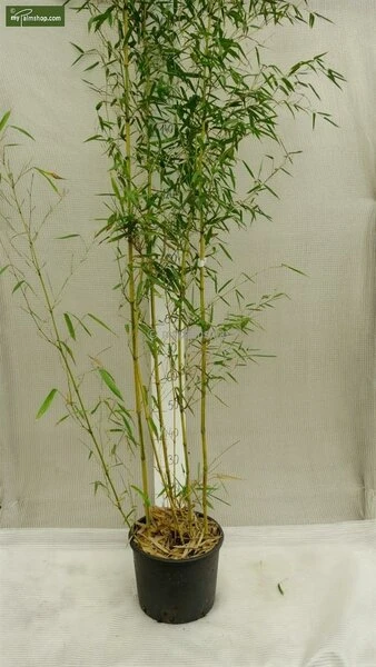 Phyllostachys Aureosulcata Spectabilis - Totale Hoogte 170+ Cm - Pot 5 Ltr 2 Phyllostachys Aureosulcata Spectabilis - Totale Hoogte 170+ Cm - Pot 5 Ltr - Afbeelding 2
