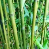 Phyllostachys Bissetii - Totale Hoogte 180+ Cm - Pot 5 Ltr