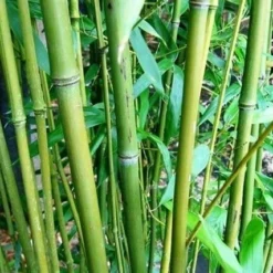 Phyllostachys Bissetii - Totale Hoogte 180+ Cm - Pot 5 Ltr