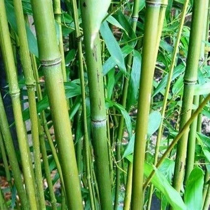 Phyllostachys Bissetii - Totale Hoogte 180+ Cm - Pot 5 Ltr 1 Phyllostachys Bissetii - Totale Hoogte 180+ Cm - Pot 5 Ltr