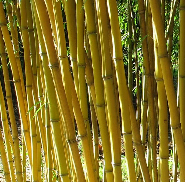 Phyllostachys Aureosulcata Aureocaulis - Totale Hoogte 100+cm - Pot 5 Ltr 1 Phyllostachys Aureosulcata Aureocaulis - Totale Hoogte 100+cm - Pot 5 Ltr
