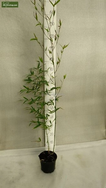 Phyllostachys Aureosulcata Aureocaulis - Totale Hoogte 100+cm - Pot 5 Ltr 2 Phyllostachys Aureosulcata Aureocaulis - Totale Hoogte 100+cm - Pot 5 Ltr - Afbeelding 2