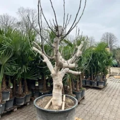 Ficus Carica Brown Turkey - Pot Ø 90 Cm [pallet] -Aanbiedingen Boom Licht Winkel 1991665788