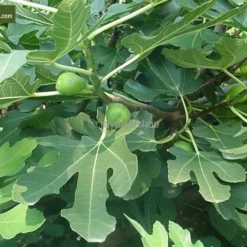 Ficus Carica Brown Turkey - Pot Ø 70 Cm [pallet] -Aanbiedingen Boom Licht Winkel 1991665836