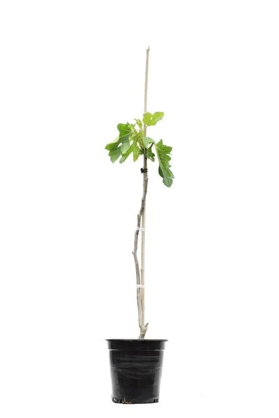 Ficus Carica Brown Turkey Pot Ø 23 Cm Totale Hoogte 90-110 Cm 2 Ficus Carica Brown Turkey Pot Ø 23 Cm Totale Hoogte 90-110 Cm - Afbeelding 2