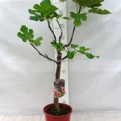 Ficus Carica Brown Turkey Pot Ø 23 Cm Totale Hoogte 90-110 Cm 6 Ficus Carica Brown Turkey Pot Ø 23 Cm Totale Hoogte 90-110 Cm -Aanbiedingen Boom Licht Winkel 1991665914