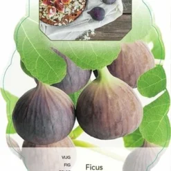 Ficus Carica Brown Turkey - 2 Ltr Pot 7 Ficus Carica Brown Turkey - 2 Ltr Pot -Aanbiedingen Boom Licht Winkel 1991665989