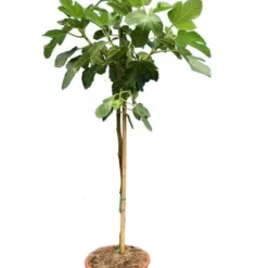 Ficus Carica Brown Turkey - Stam 60-80 Cm - Ø 28 Cm Pot