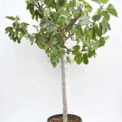 Ficus Carica Brown Turkey - Totale Hoogte 180+ Cm - Stam 80+ Cm - Stamomtrek 20-24 Cm [pallet] -Aanbiedingen Boom Licht Winkel 1991666052
