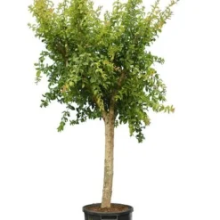 Punica Granatum Dente Di Cavallo - Pot Ø 38 Cm [pallet] -Aanbiedingen Boom Licht Winkel 1991666103