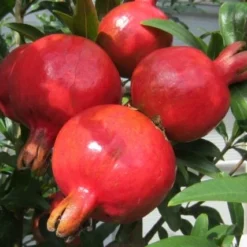 Punica Granatum Dente Di Cavallo - Pot Ø 50 Cm [pallet] -Aanbiedingen Boom Licht Winkel 1991666130