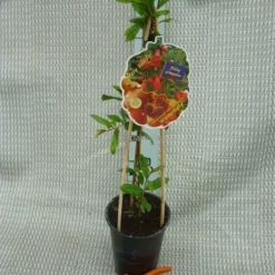 Punica Granatum Dente Di Cavallo - Pot 2 Ltr 7 Punica Granatum Dente Di Cavallo - Pot 2 Ltr -Aanbiedingen Boom Licht Winkel 1991666160