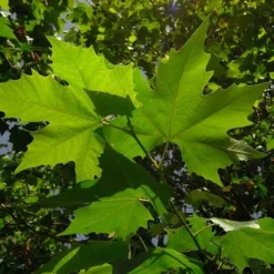 Platanus Acerifolia - Pot Ø 35 Cm [pallet]
