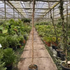 Platanus Acerifolia - Pot Ø 35 Cm [pallet] -Aanbiedingen Boom Licht Winkel 1991666229