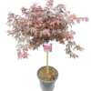 Acer Palmatum Skeeters Broom - Stam 60-70 Cm - Totale Hoogte 120-140 Cm - Pot 15 Ltr