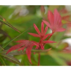 Acer Palmatum Skeeters Broom - Stam 60-70 Cm - Totale Hoogte 120-140 Cm - Pot 15 Ltr 7 Acer Palmatum Skeeters Broom - Stam 60-70 Cm - Totale Hoogte 120-140 Cm - Pot 15 Ltr -Aanbiedingen Boom Licht Winkel 1991666265