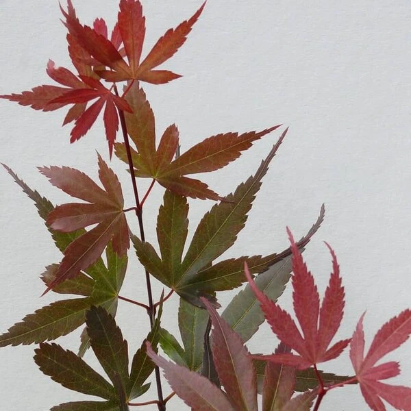 Acer Palmatum Skeeters Broom - Stam 60-70 Cm - Totale Hoogte 120-140 Cm - Pot 15 Ltr 4 Acer Palmatum Skeeters Broom - Stam 60-70 Cm - Totale Hoogte 120-140 Cm - Pot 15 Ltr - Afbeelding 4