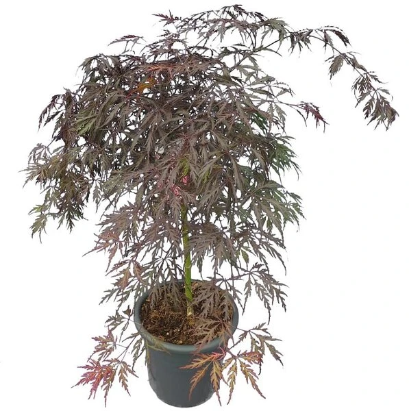 Acer Palmatum Dissectum Garnet - Stam 50-60 Cm - Totale Hoogte 110-130 Cm - Pot 15 Ltr 1 Acer Palmatum Dissectum Garnet - Stam 50-60 Cm - Totale Hoogte 110-130 Cm - Pot 15 Ltr