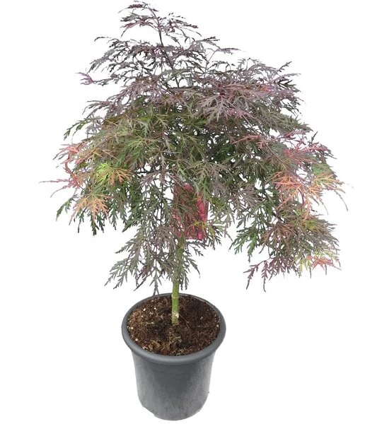 Acer Palmatum Dissectum Garnet - Stam 50-60 Cm - Totale Hoogte 110-130 Cm - Pot 15 Ltr 2 Acer Palmatum Dissectum Garnet - Stam 50-60 Cm - Totale Hoogte 110-130 Cm - Pot 15 Ltr - Afbeelding 2