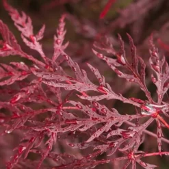 Acer Palmatum Dissectum Garnet - Stam 50-60 Cm - Totale Hoogte 110-130 Cm - Pot 15 Ltr 9 Acer Palmatum Dissectum Garnet - Stam 50-60 Cm - Totale Hoogte 110-130 Cm - Pot 15 Ltr -Aanbiedingen Boom Licht Winkel 1991666310