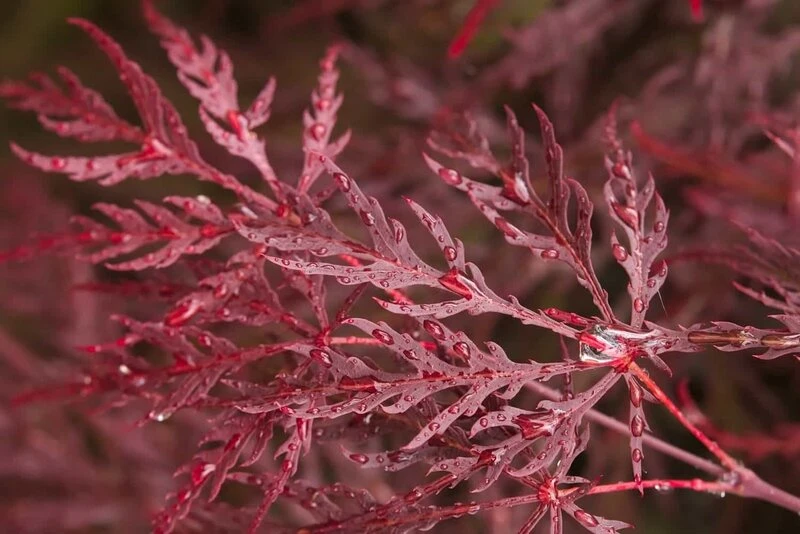 Acer Palmatum Dissectum Garnet - Stam 50-60 Cm - Totale Hoogte 110-130 Cm - Pot 15 Ltr 3 Acer Palmatum Dissectum Garnet - Stam 50-60 Cm - Totale Hoogte 110-130 Cm - Pot 15 Ltr - Afbeelding 3