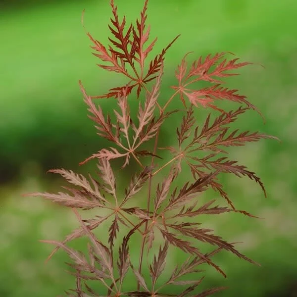 Acer Palmatum Dissectum Garnet - Stam 50-60 Cm - Totale Hoogte 110-130 Cm - Pot 15 Ltr 4 Acer Palmatum Dissectum Garnet - Stam 50-60 Cm - Totale Hoogte 110-130 Cm - Pot 15 Ltr - Afbeelding 4