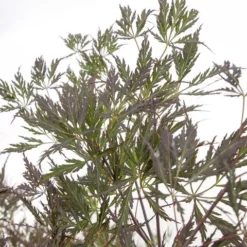 Acer Palmatum Dissectum Garnet - Stam 50-60 Cm - Totale Hoogte 110-130 Cm - Pot 15 Ltr 11 Acer Palmatum Dissectum Garnet - Stam 50-60 Cm - Totale Hoogte 110-130 Cm - Pot 15 Ltr -Aanbiedingen Boom Licht Winkel 1991666316