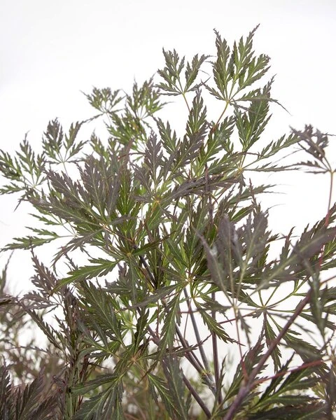 Acer Palmatum Dissectum Garnet - Stam 50-60 Cm - Totale Hoogte 110-130 Cm - Pot 15 Ltr 5 Acer Palmatum Dissectum Garnet - Stam 50-60 Cm - Totale Hoogte 110-130 Cm - Pot 15 Ltr - Afbeelding 5