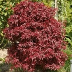 Acer Palmatum Dissectum Garnet - Stam 50-60 Cm - Totale Hoogte 110-130 Cm - Pot 15 Ltr 12 Acer Palmatum Dissectum Garnet - Stam 50-60 Cm - Totale Hoogte 110-130 Cm - Pot 15 Ltr -Aanbiedingen Boom Licht Winkel 1991666319