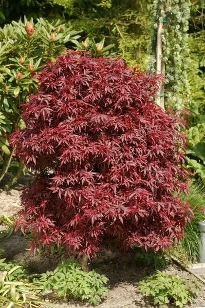 Acer Palmatum Dissectum Garnet - Stam 50-60 Cm - Totale Hoogte 110-130 Cm - Pot 15 Ltr 6 Acer Palmatum Dissectum Garnet - Stam 50-60 Cm - Totale Hoogte 110-130 Cm - Pot 15 Ltr - Afbeelding 6