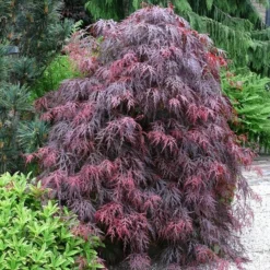 Acer Palmatum Dissectum Garnet - Stam 50-60 Cm - Totale Hoogte 110-130 Cm - Pot 15 Ltr 13 Acer Palmatum Dissectum Garnet - Stam 50-60 Cm - Totale Hoogte 110-130 Cm - Pot 15 Ltr -Aanbiedingen Boom Licht Winkel 1991666322
