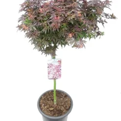 Acer Palmatum Shaina - Stam 60-80 Cm - Totale Hoogte 110-130 Cm - Pot 15 Ltr