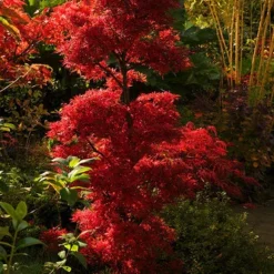 Acer Palmatum Shaina - Stam 60-80 Cm - Totale Hoogte 110-130 Cm - Pot 15 Ltr -Aanbiedingen Boom Licht Winkel 1991666373