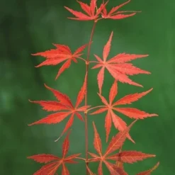 Acer Palmatum Shaina - Stam 60-80 Cm - Totale Hoogte 110-130 Cm - Pot 15 Ltr -Aanbiedingen Boom Licht Winkel 1991666379
