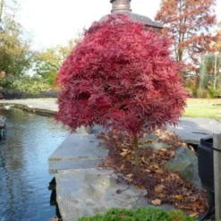 Acer Palmatum Shaina - Stam 60-80 Cm - Totale Hoogte 110-130 Cm - Pot 15 Ltr -Aanbiedingen Boom Licht Winkel 1991666382