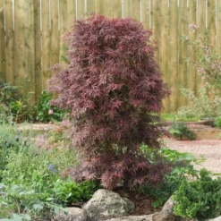 Acer Palmatum Shaina - Stam 60-80 Cm - Totale Hoogte 110-130 Cm - Pot 15 Ltr -Aanbiedingen Boom Licht Winkel 1991666385