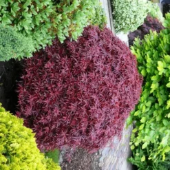 Acer Palmatum Shaina - Stam 60-80 Cm - Totale Hoogte 110-130 Cm - Pot 15 Ltr -Aanbiedingen Boom Licht Winkel 1991666388