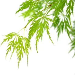 Acer Palmatum Dissectum - Stam 55-65 Cm - Totale Hoogte 100-120 Cm - Pot 15 Ltr -Aanbiedingen Boom Licht Winkel 1991666445